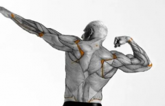 完善的健美计划动作训练完成此计划